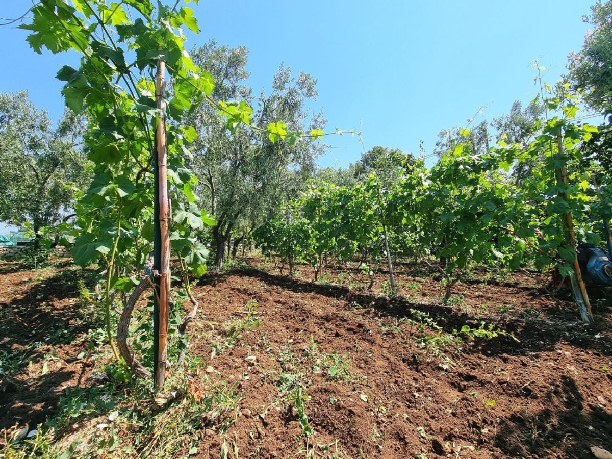 I Sapori Del Gargano Casa de hóspedes Vieste Exterior foto